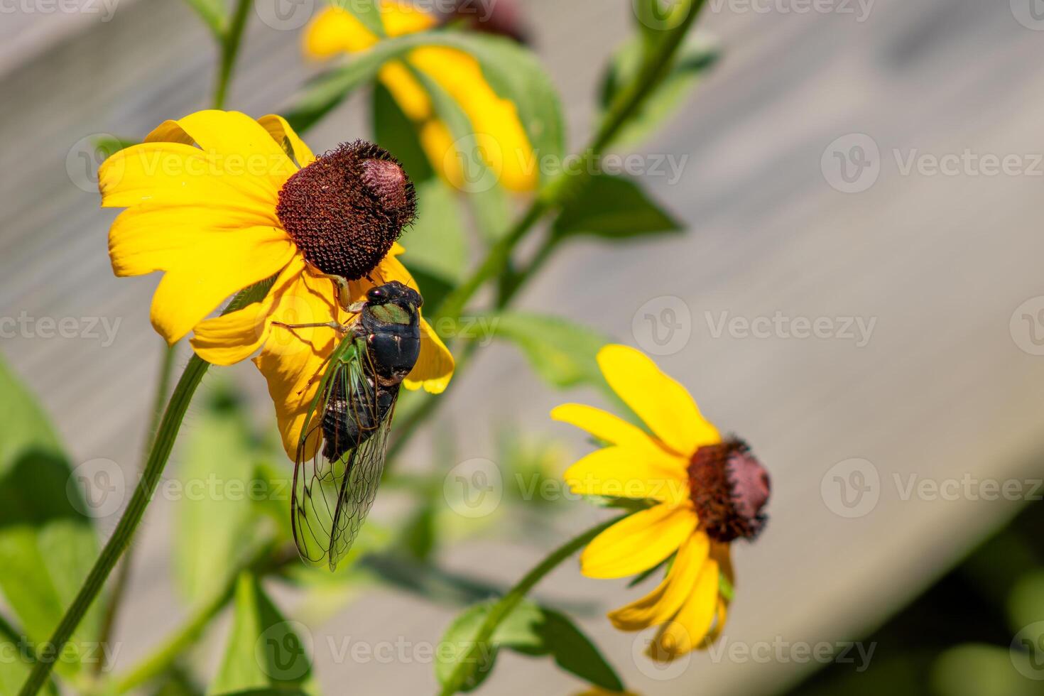 Cicada Climbing on Flowers photo