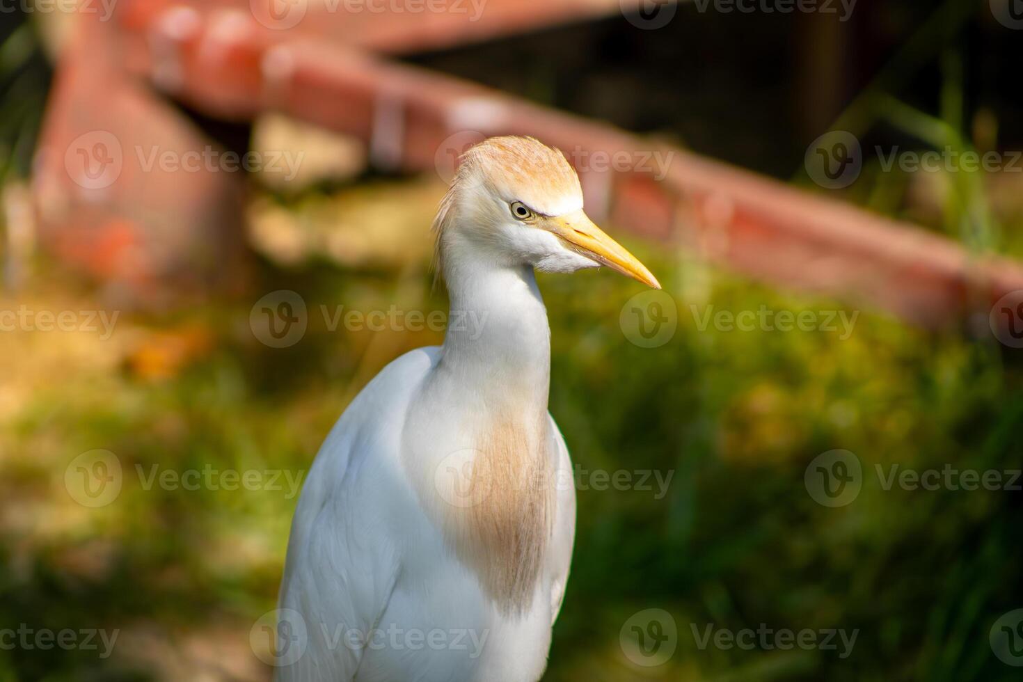 Egret Portrait with Blurred Background photo