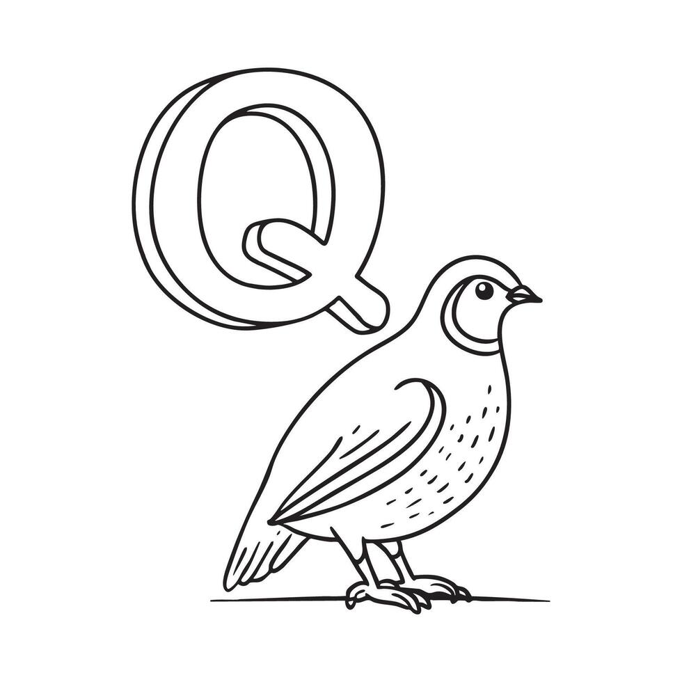 An Illustration of letter Q stand for Quail vector