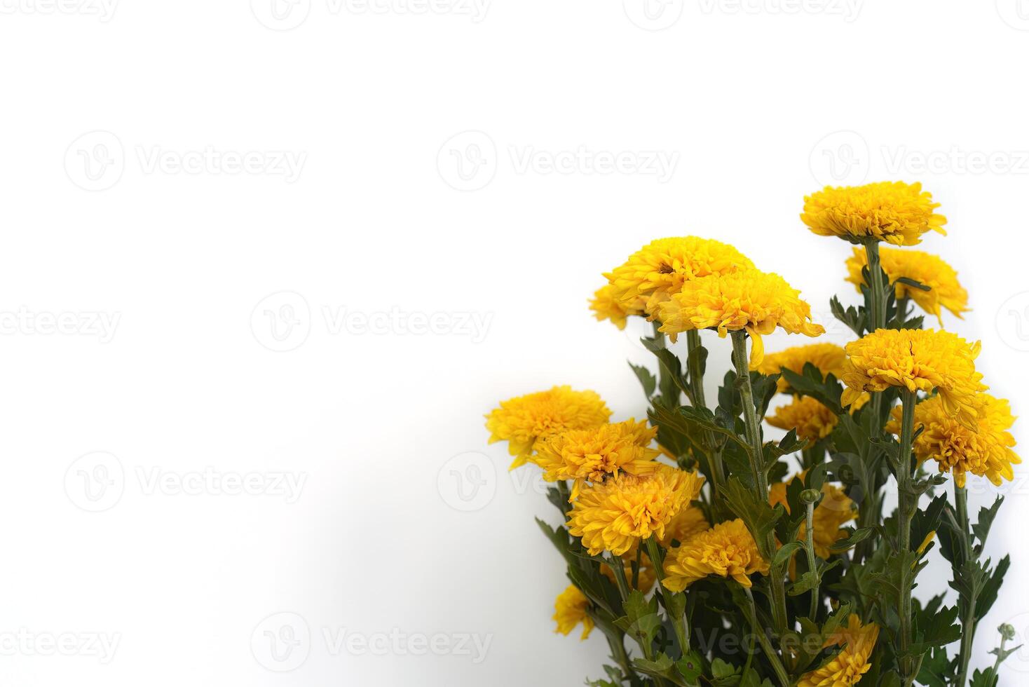 bouquet of chrysanthemums on a white background photo