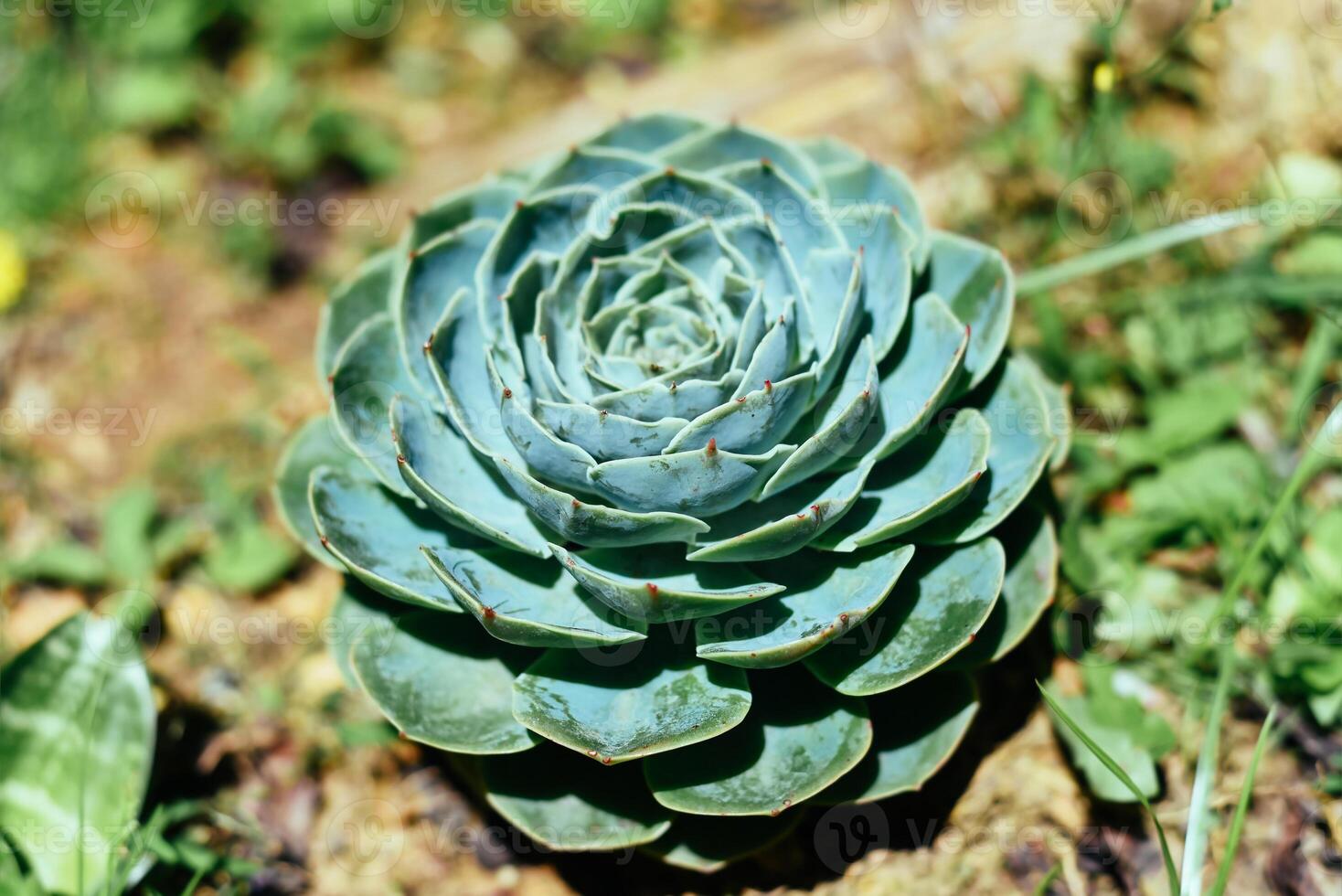 Succulent of Echeveria elegans growing under sunlight in Da Lat Vietnam photo