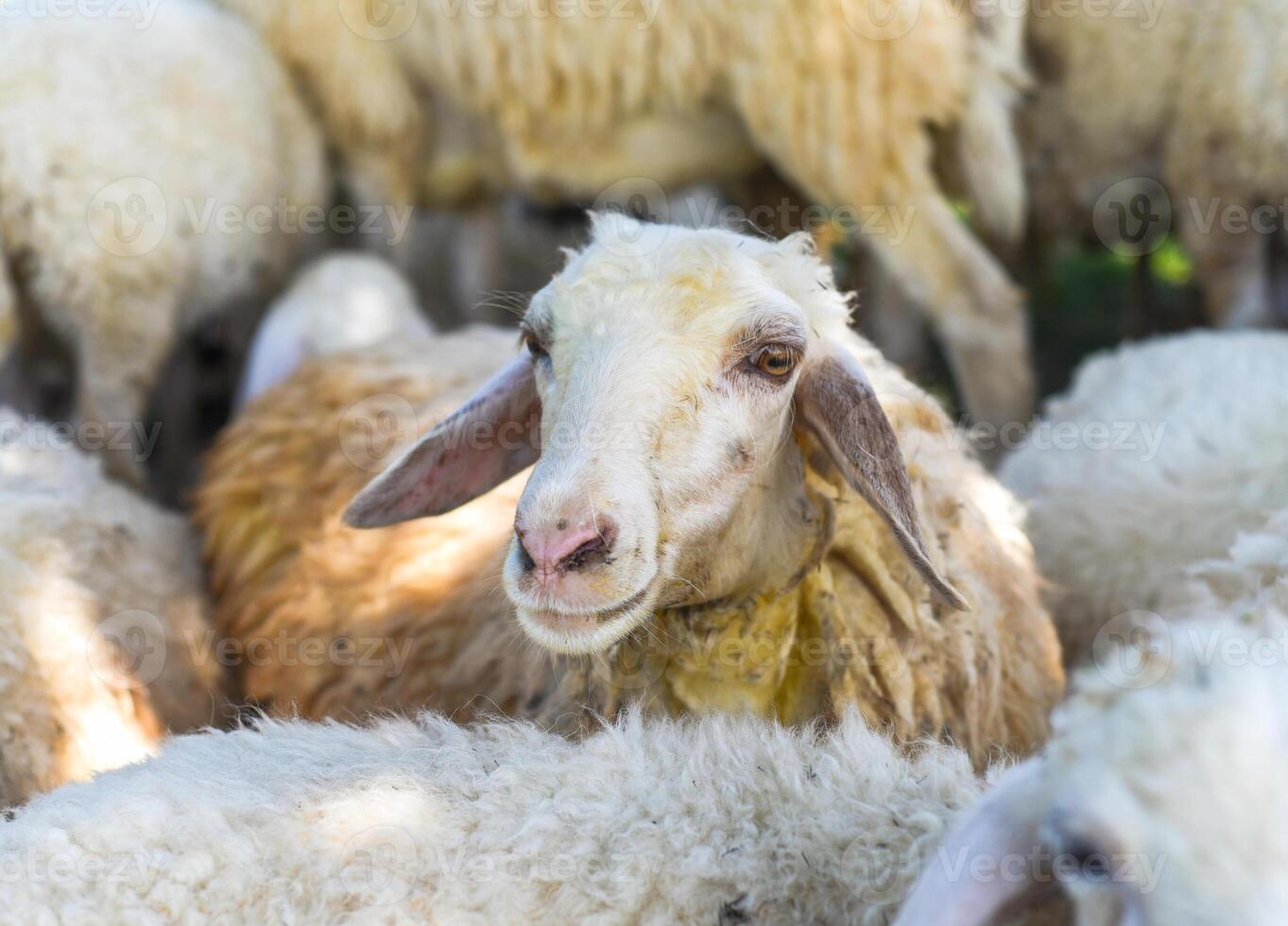 a Sleepy sheep has a nap in sunny day photo