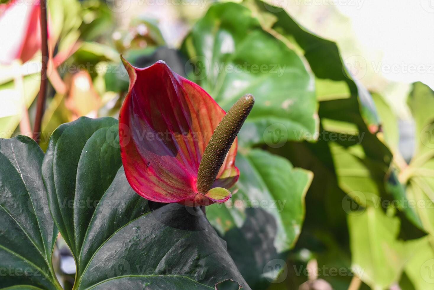 Anthurium Cavalli flowers red photo
