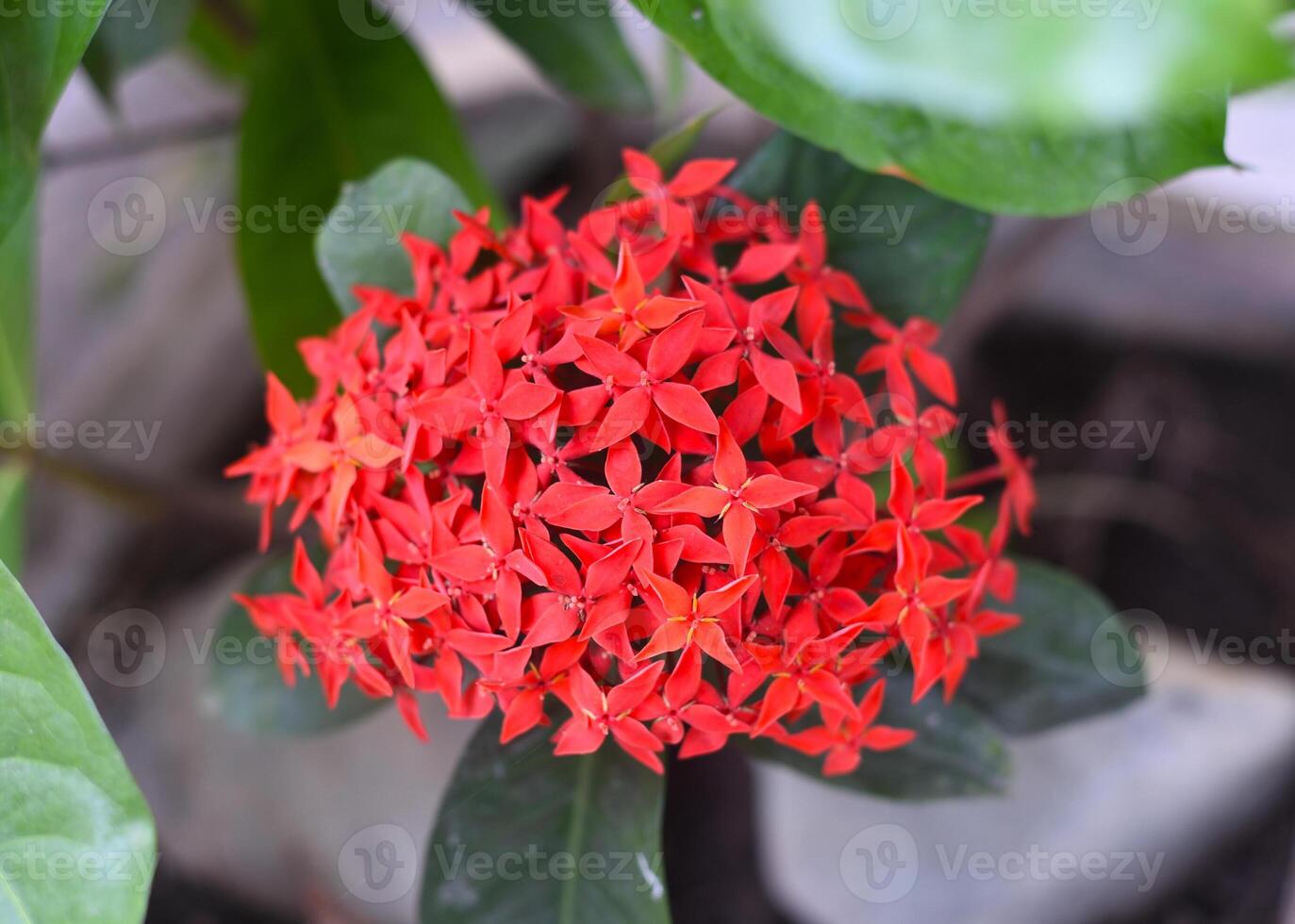 Ixora flower or the west indian jasmine growing in Nha Trang Vietnam photo