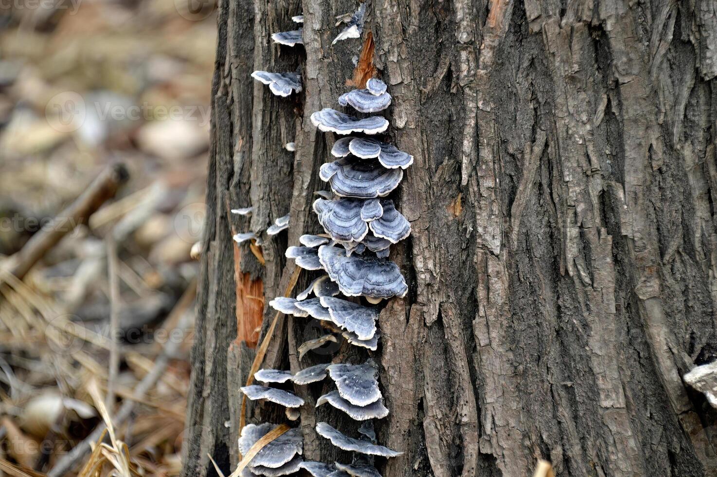 Old stump with mushroom growing toadstools in the forest photo