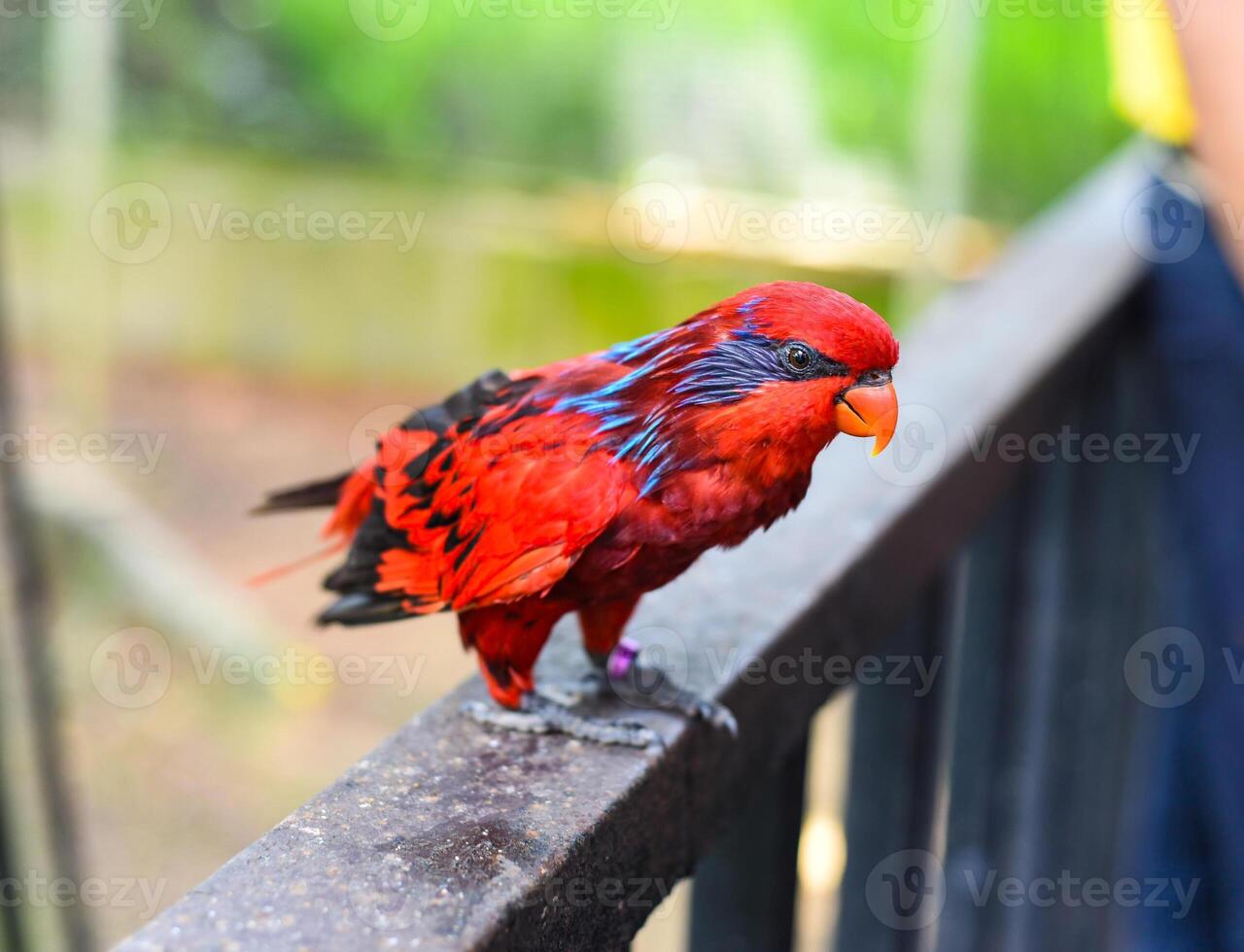 Blue-streaked lory Eos reticulata also known as blue-necked lory in Malaysia photo