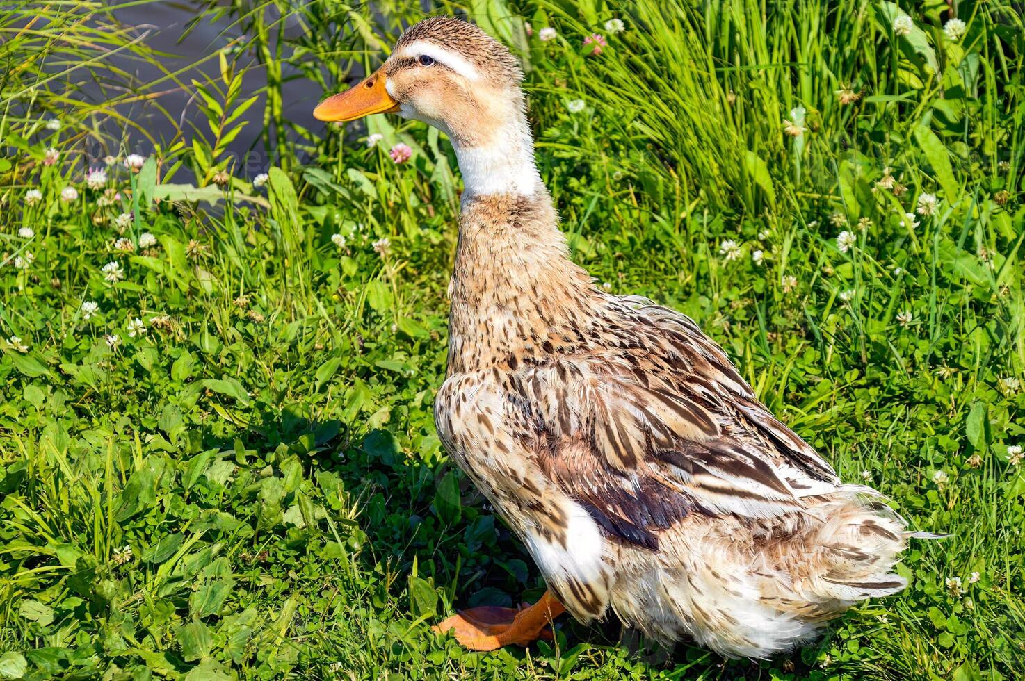 Mallard female anas platyrhynchos duck on the ground near pond on a summer day. Close-up photo