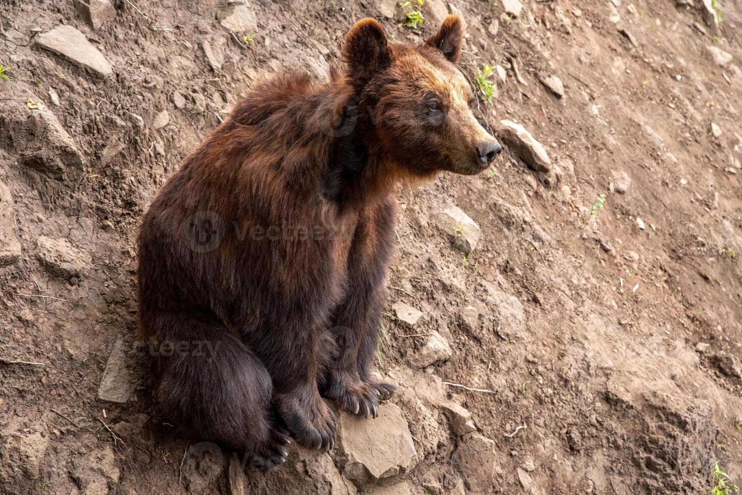 The Kamchatka brown bear Ursus arctos beringianus known as the Far Eastern brown bear or Russian sitting photo