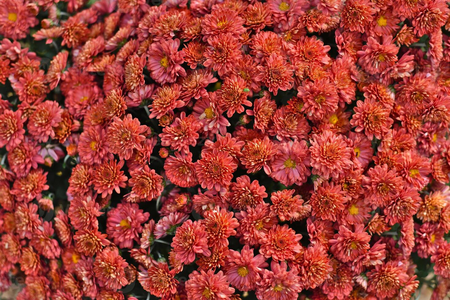 Ursula Red Chrysanthemum close up photo