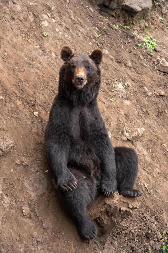 Kamchatka brown bear Ursus arctos beringianus, also known as the Far Eastern brown bear or Russian sitting photo