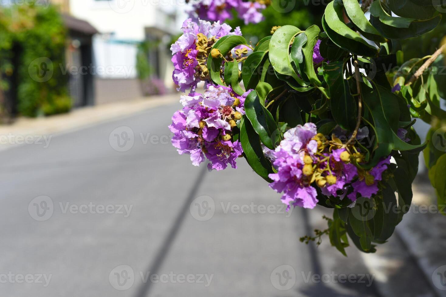 Lagerstroemia Indica flowers growing in Vietnam photo