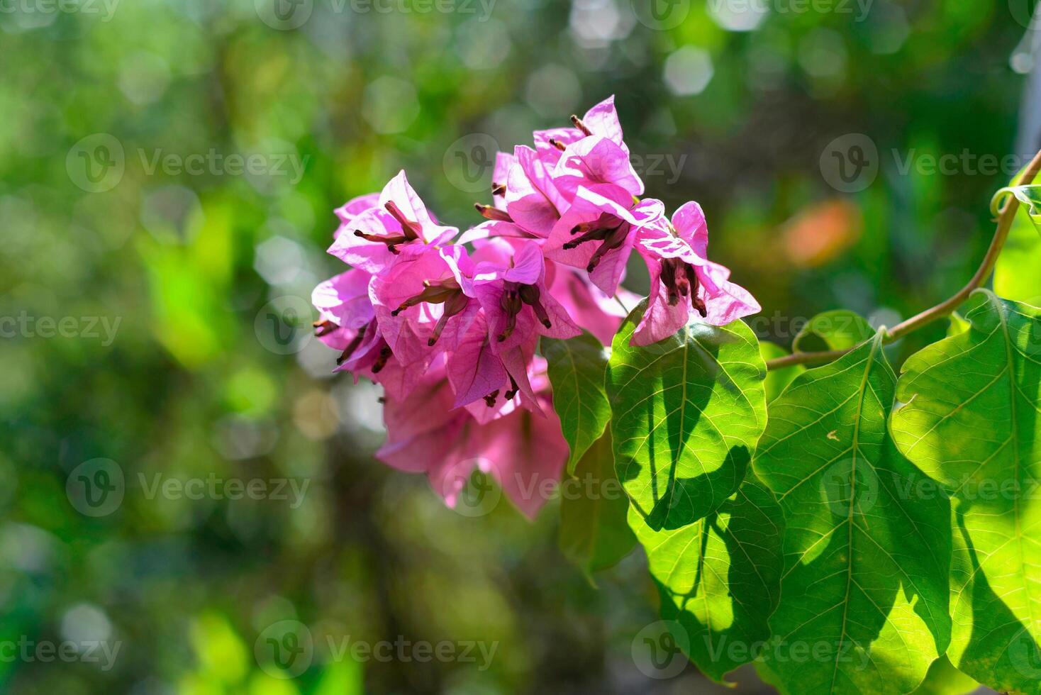 Pink Bougainvillea flowers blooming in Nha Trang Vietnam photo