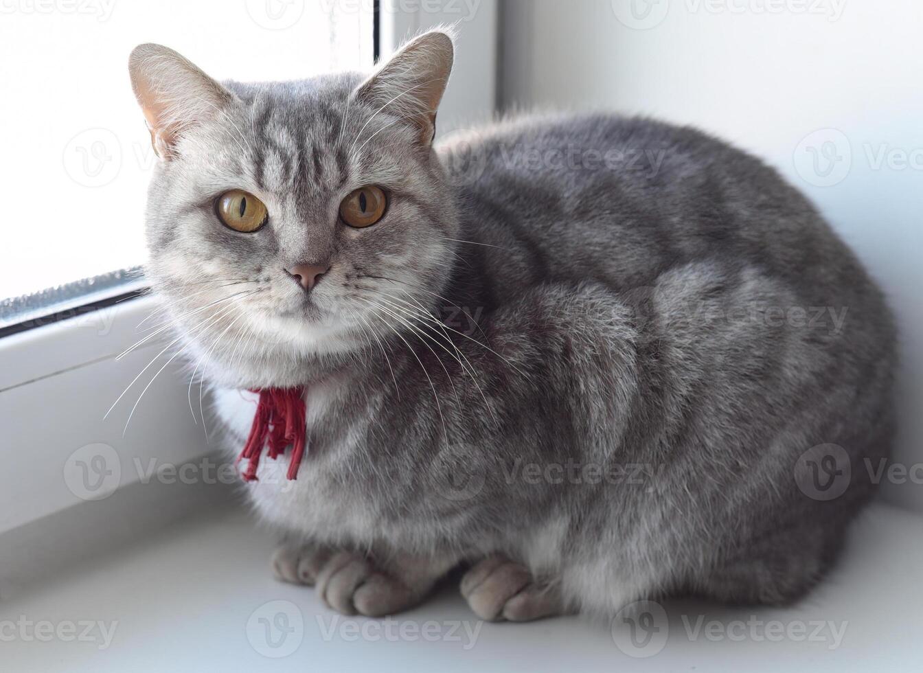 Young gray cat with big yellow eyes laying and attentively looking in the camera photo