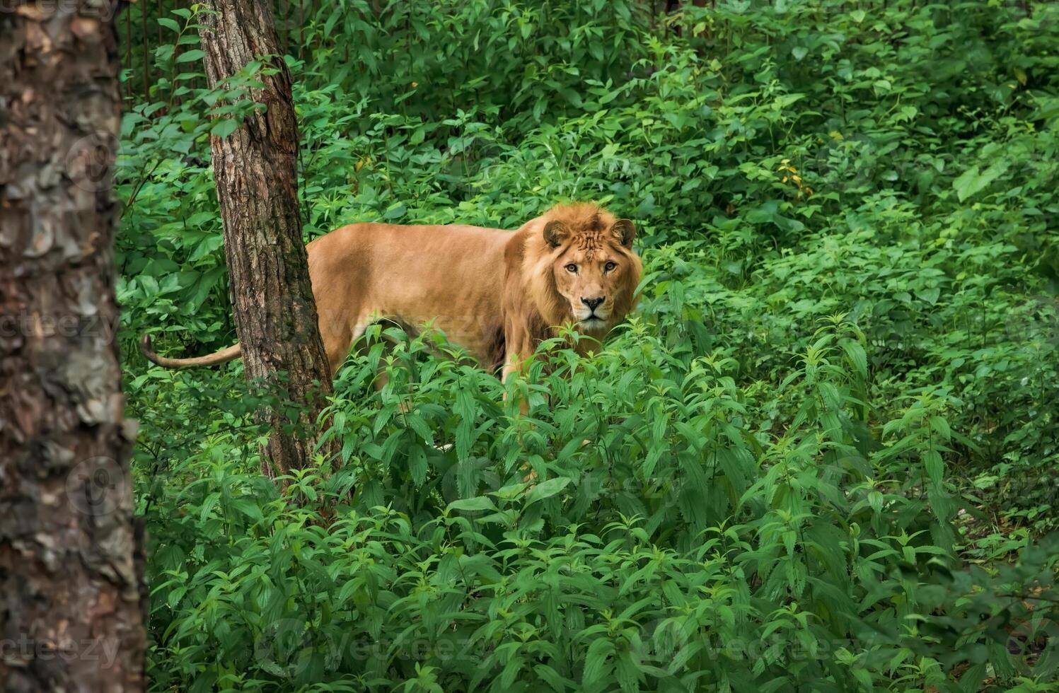male liliger searching something in the grass,Russian Far East, Primorsky kray photo