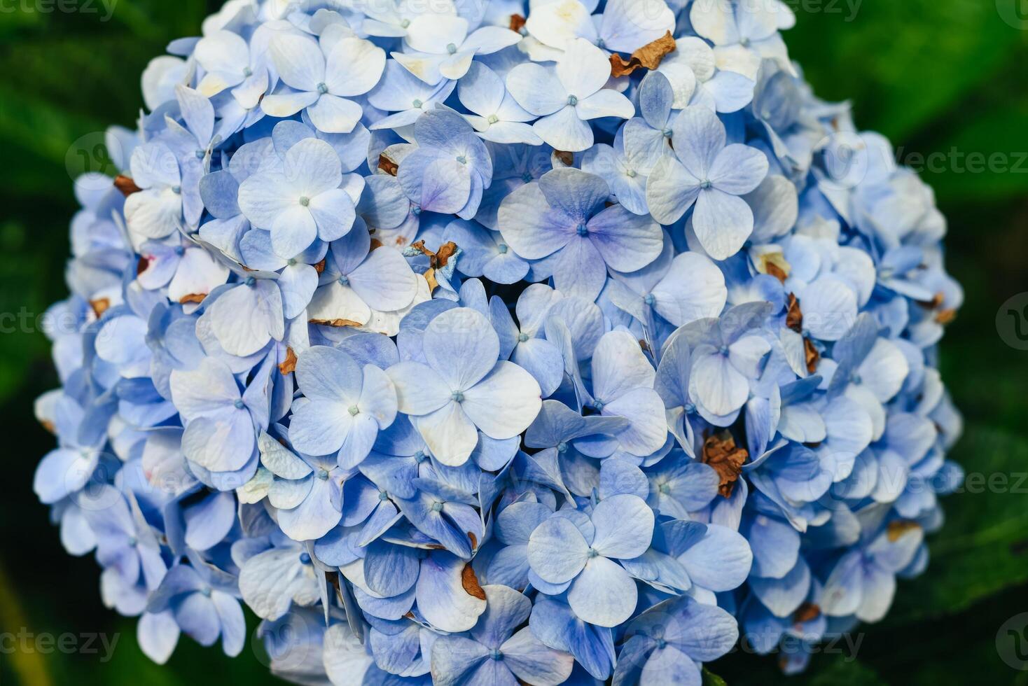 Hydrangea flowers in the city of Da Lat in Vietnam close up photo