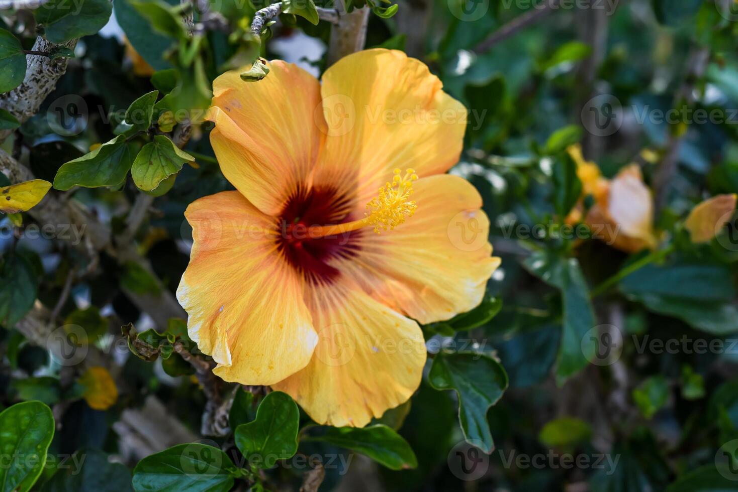 Hibiscus rosa-sinensis, known colloquially as Chinese hibiscus, China rose photo
