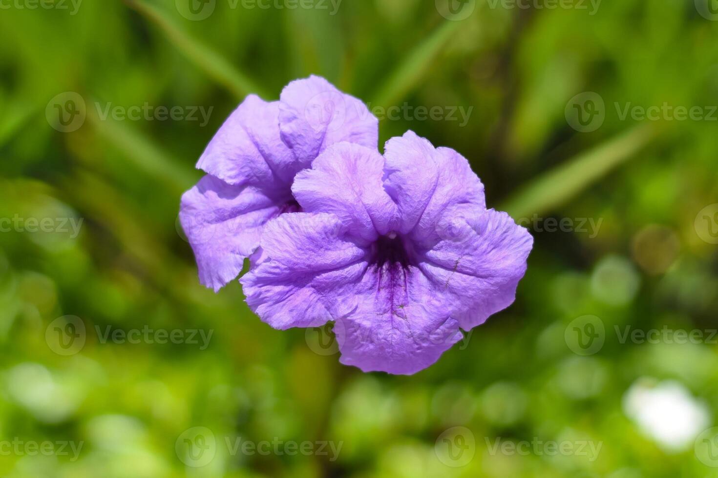 Ruellia simplex or the Mexican petunia grows in Vietnam photo