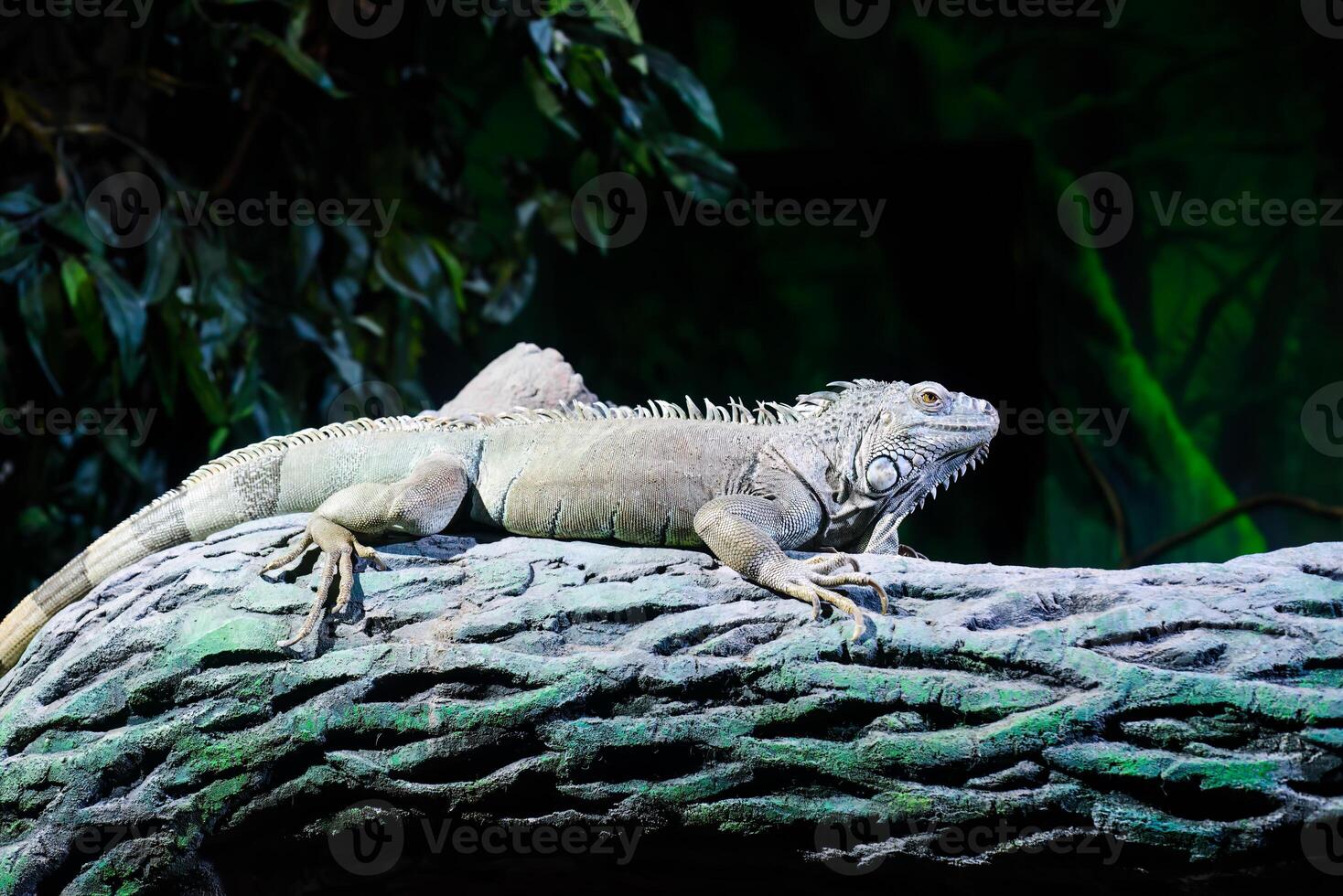 the green iguana, known as the American iguana or the common green iguana sitting on the tree photo
