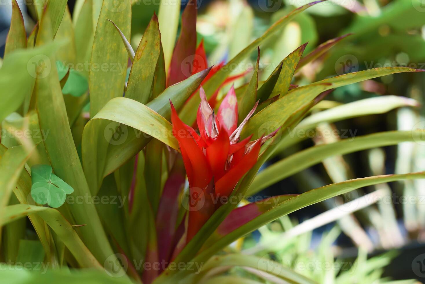 Guzmania lingulata, the droophead tufted airplant or scarlet star photo