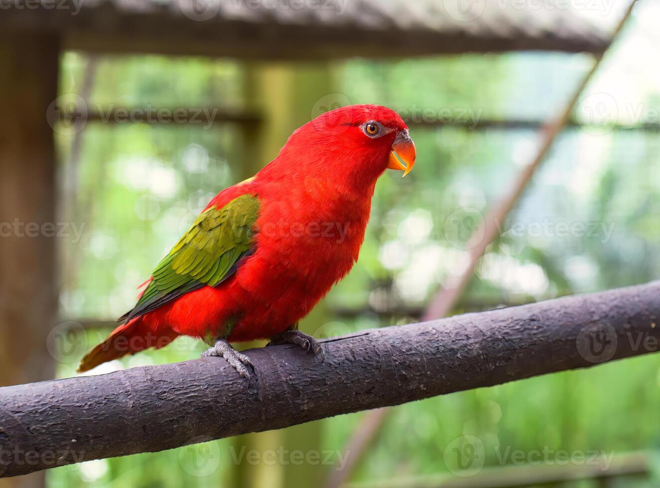 Chattering lory Lorius garrulus parrot sitting on a branch photo