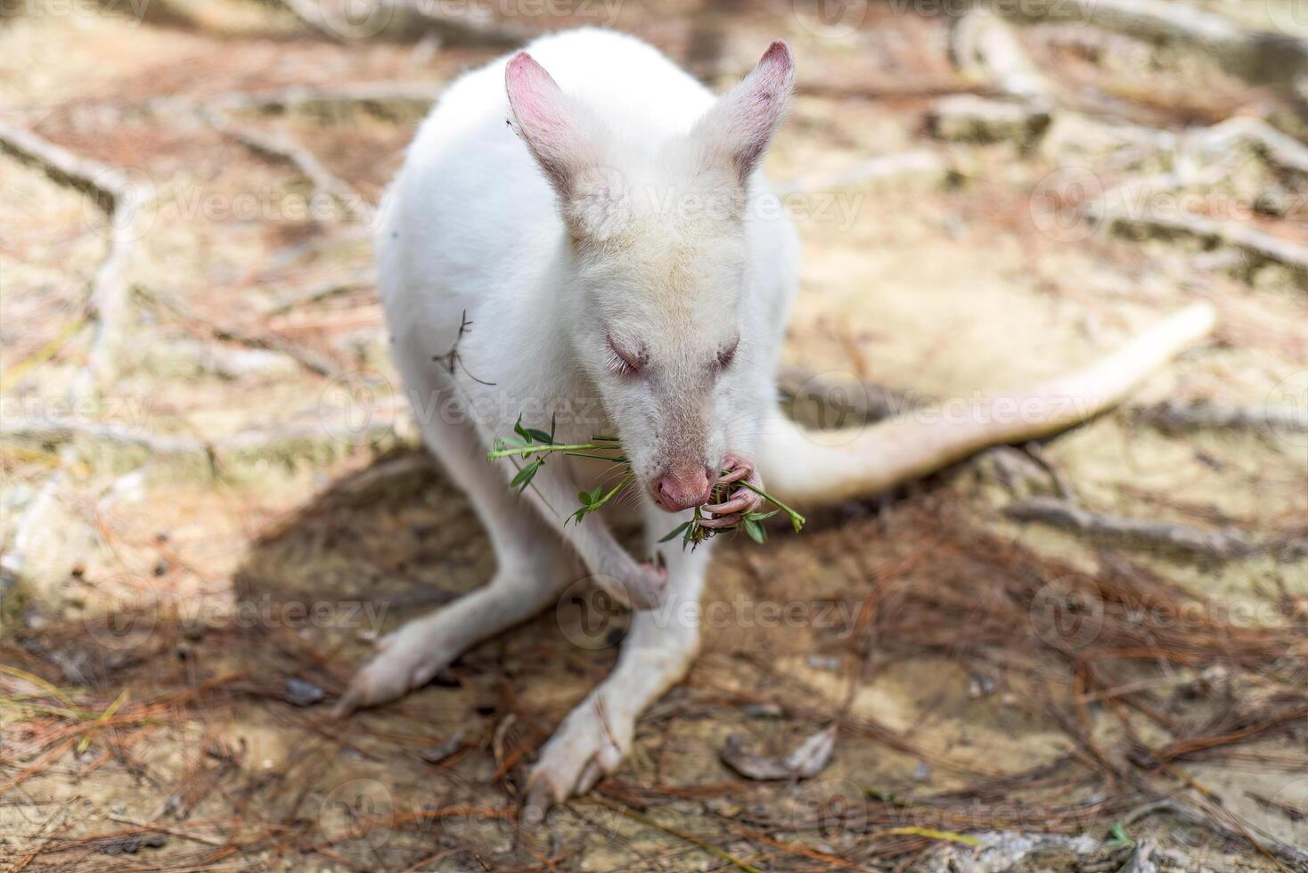 white wallaby australian kangaroo standing alone photo