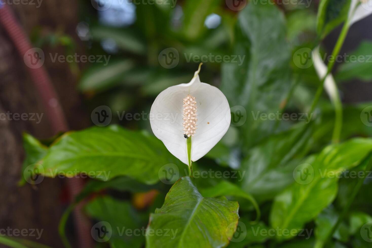 Spathiphyllum cochlearispathum commonly called peace lily growing in Vietnam photo