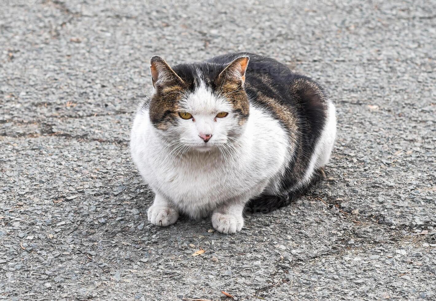 Upset stray cat laying on a road photo