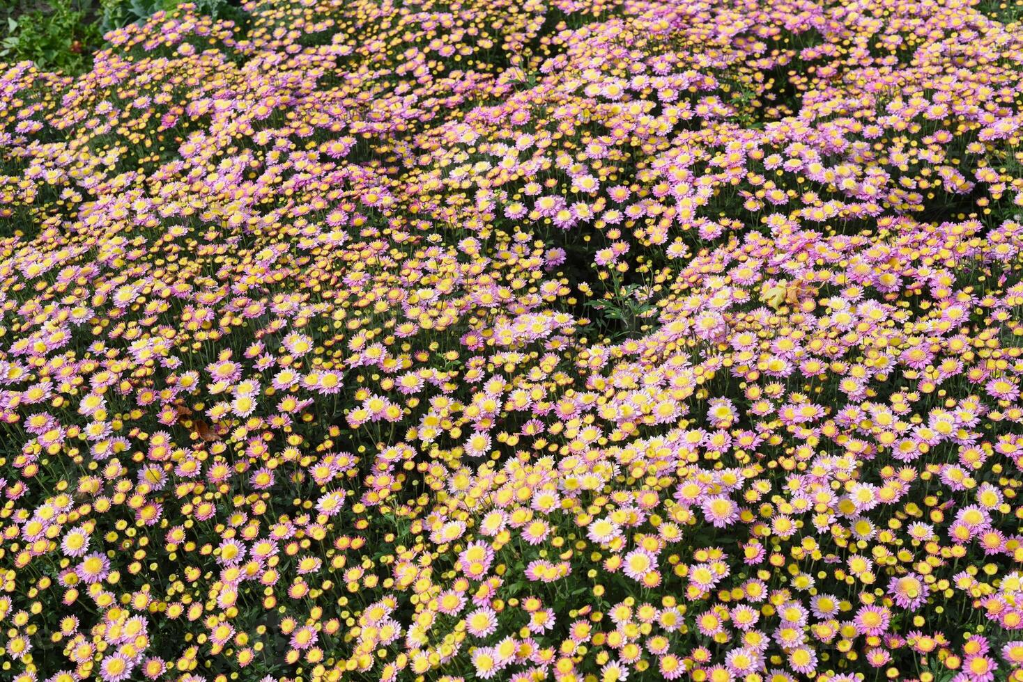 Many small pink chrysanthemums close up photo