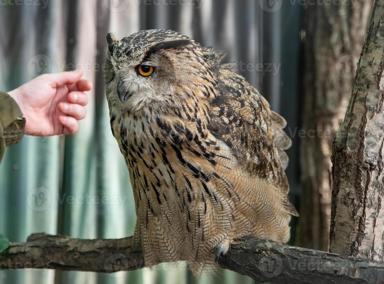 The Eurasian eagle-owl Bubo bubo, called the Uhu and eagle-owl looking at person hand photo