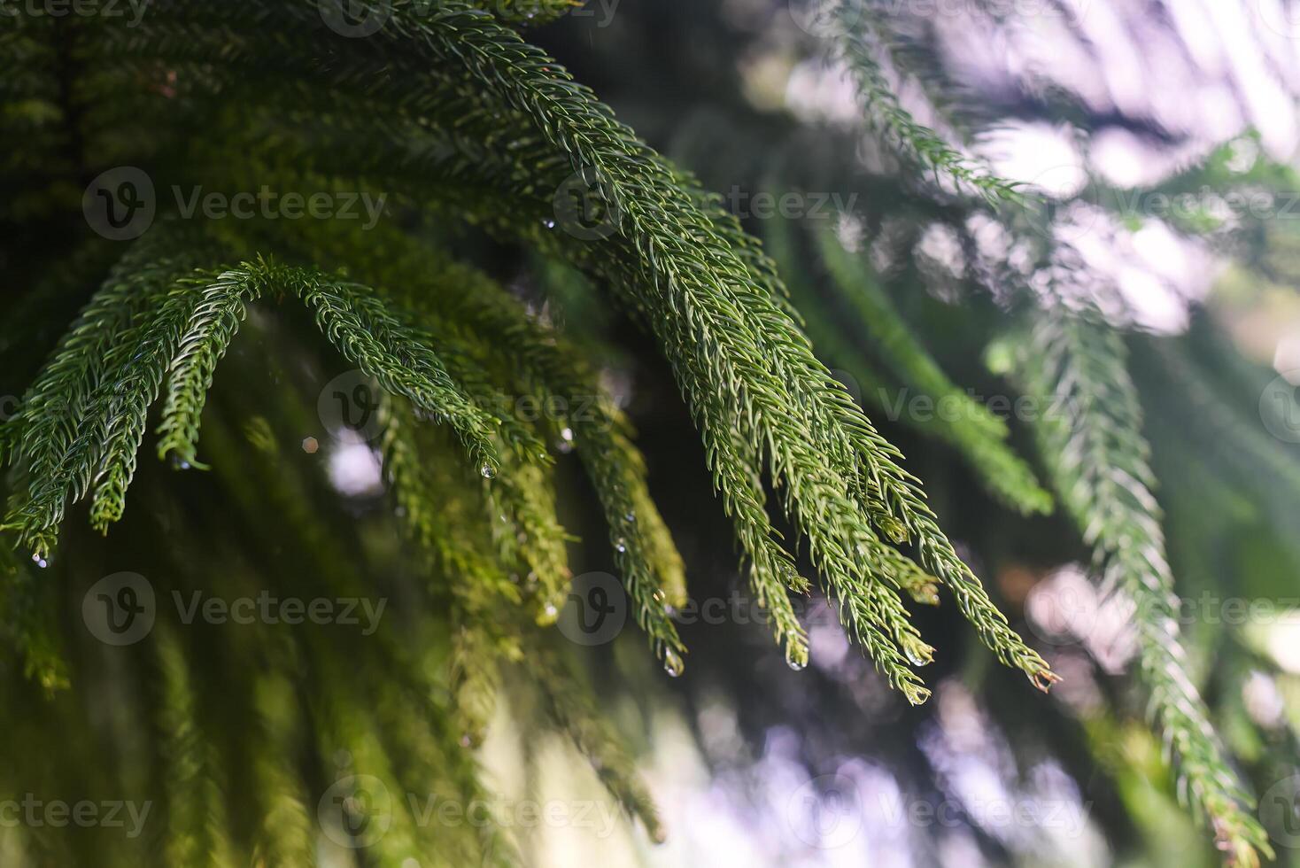 Araucaria columnaris or coral reef araucaria, Cook pine close up photo