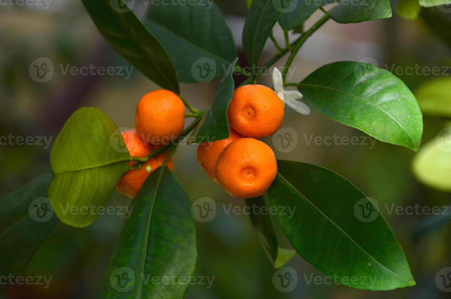 Calamansi, also known as calamondin or Philippine lime photo