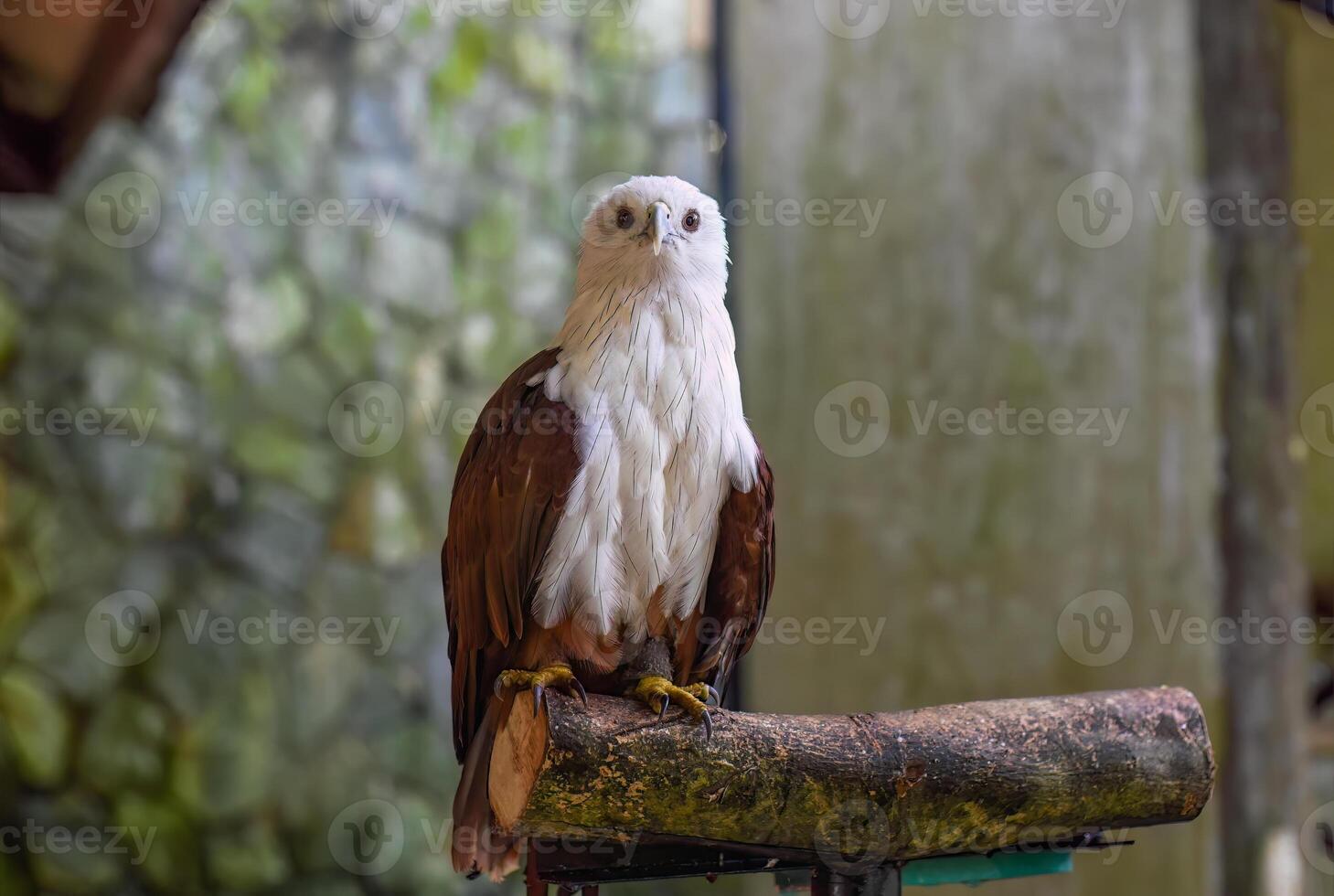 Brahminy kite Haliastur indus, also known as the red-backed sea-eagle in Malaysia photo