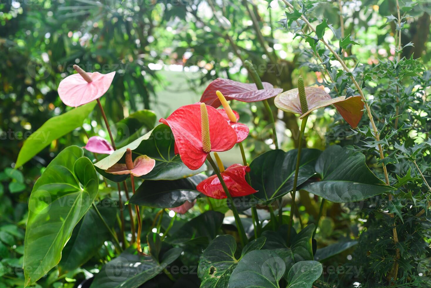 Anthurium Cavalli flowers close up photo