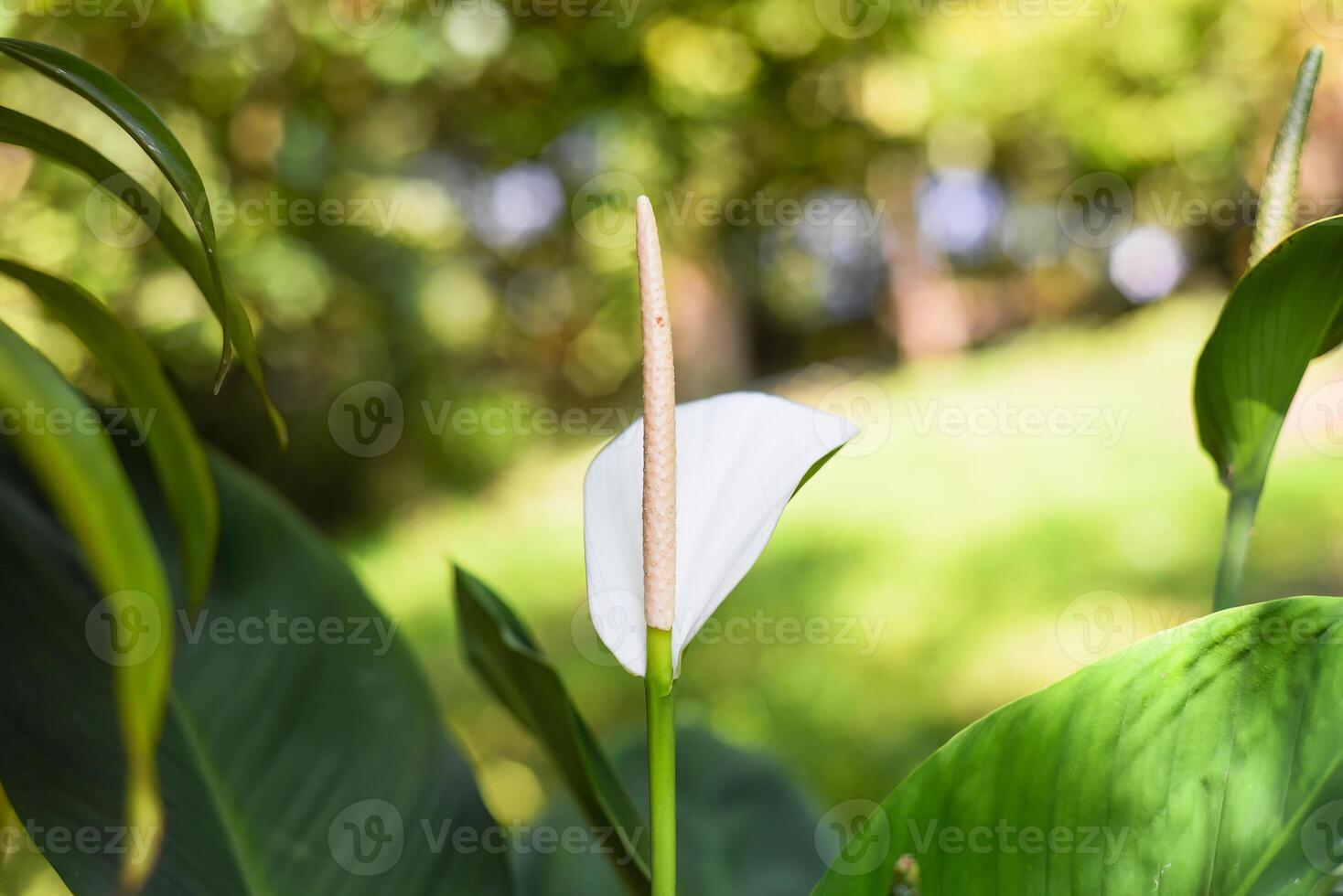 Spathiphyllum cochlearispathum or a peace lily growing in Vietnam photo