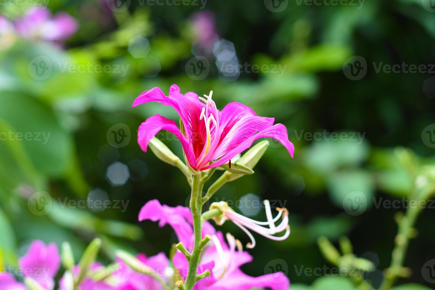 Hong Kong orchid tree or Bauhinia blakeana growing in Vietnam photo