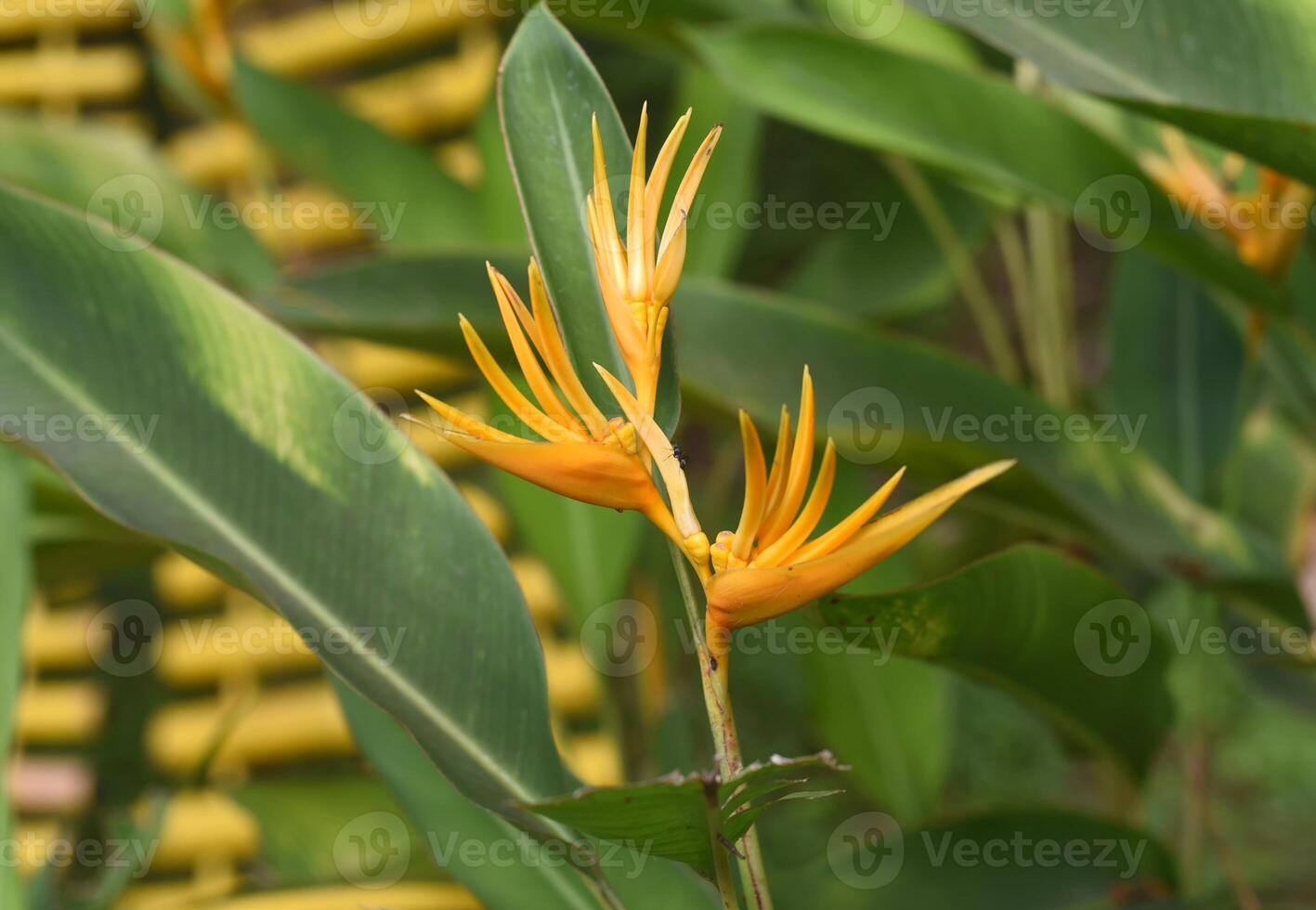 Orange Heliconia psittacorum growing in Vietnam photo