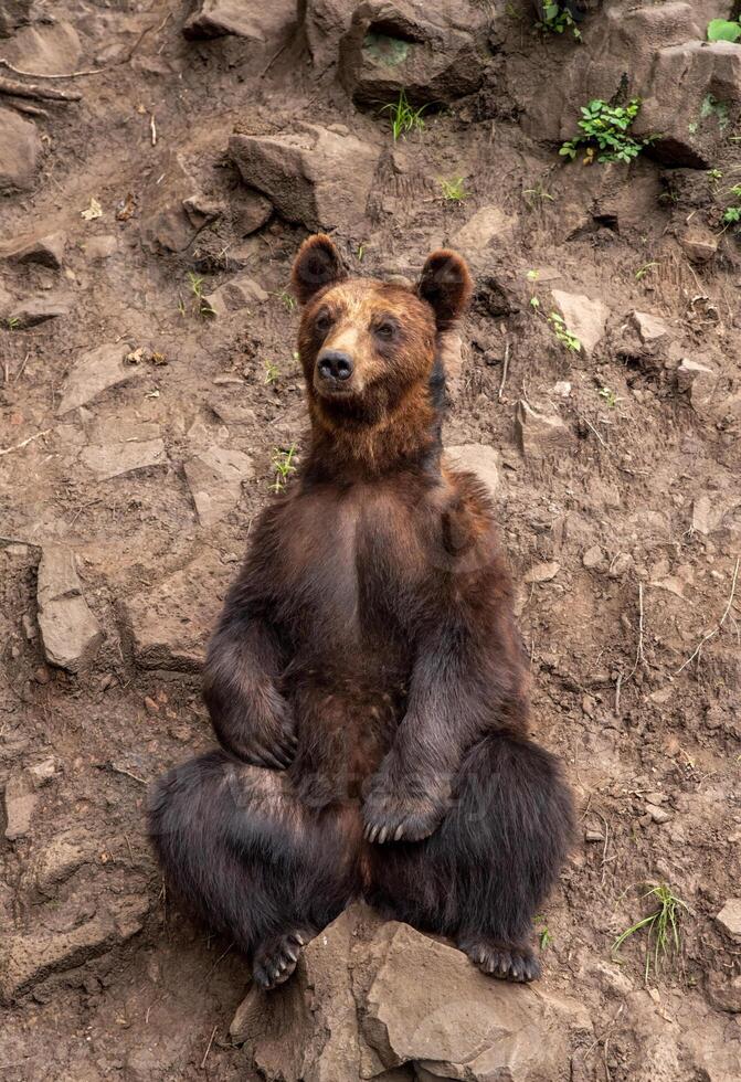 The Kamchatka brown bear Ursus arctos beringianus, also known as the Far Eastern brown bear or Russian photo