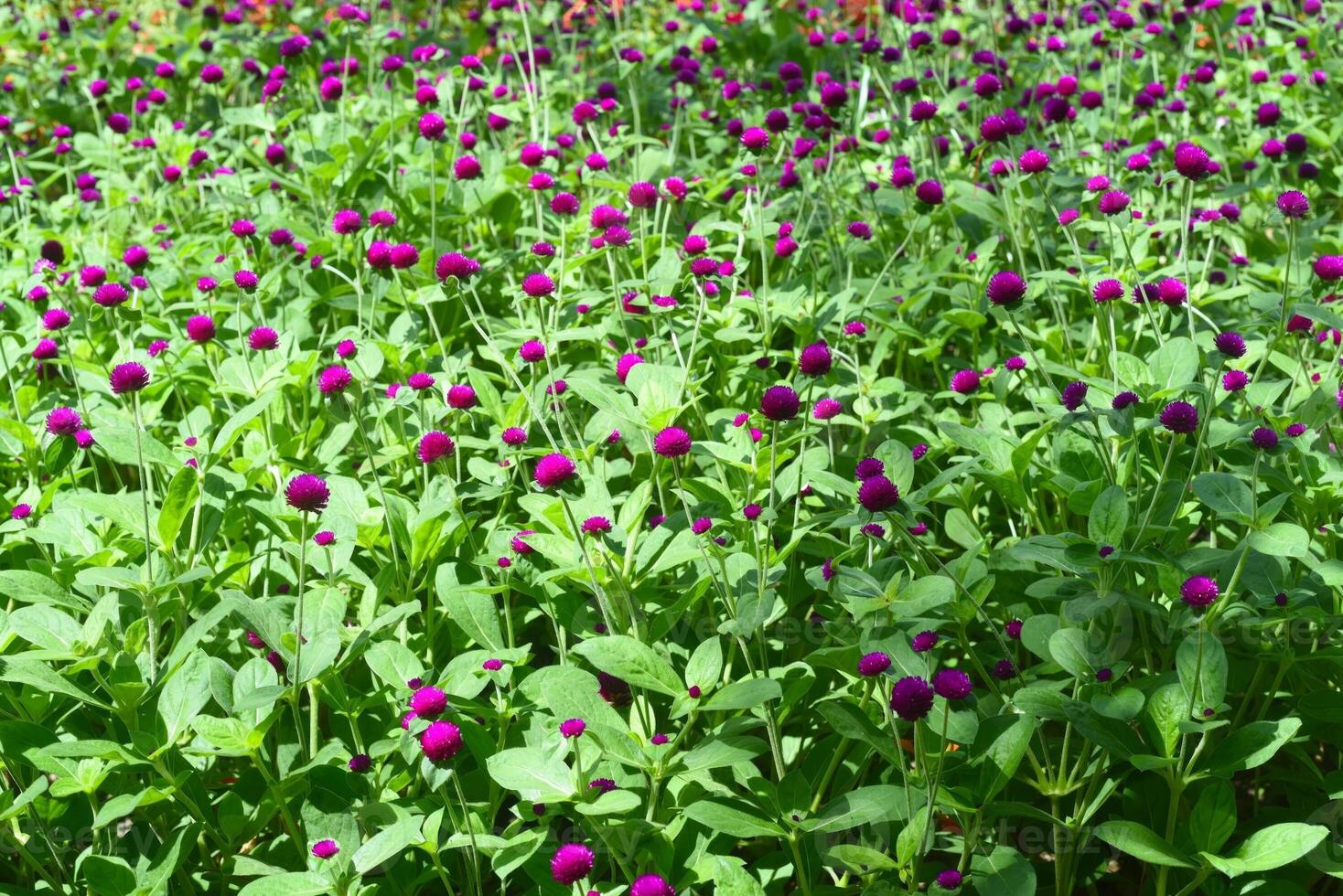 Gomphrena globosa, commonly known as globe amaranth growing in Vietnam photo