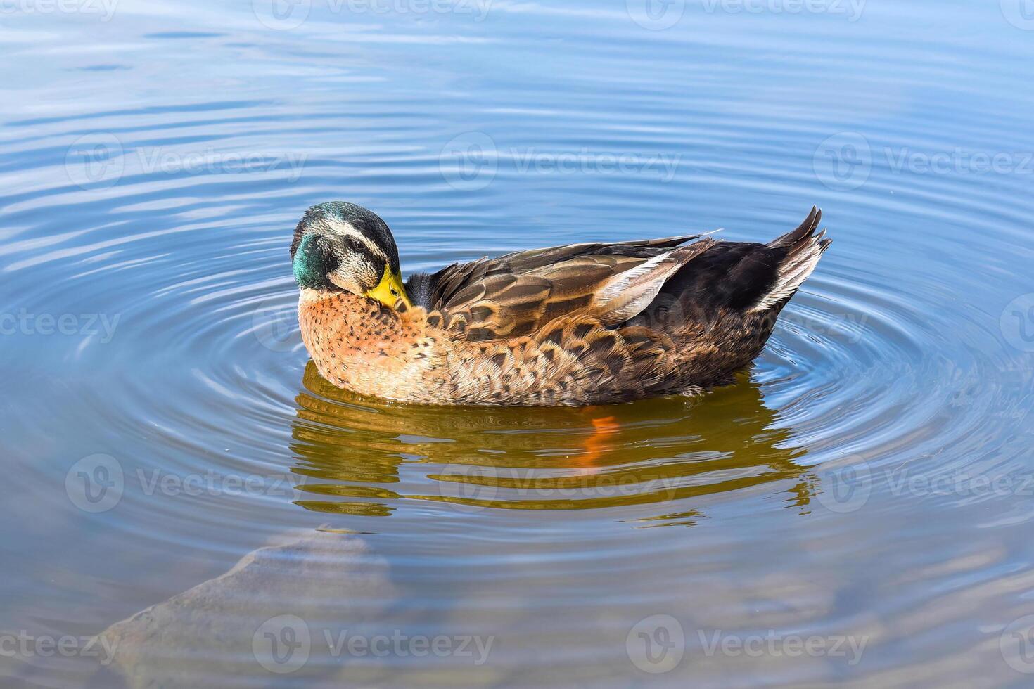 Mallard male duck resting in a pond photo