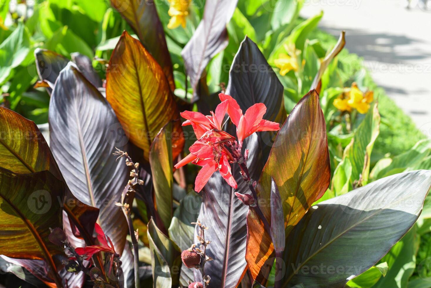 Canna flowers against blue sky photo