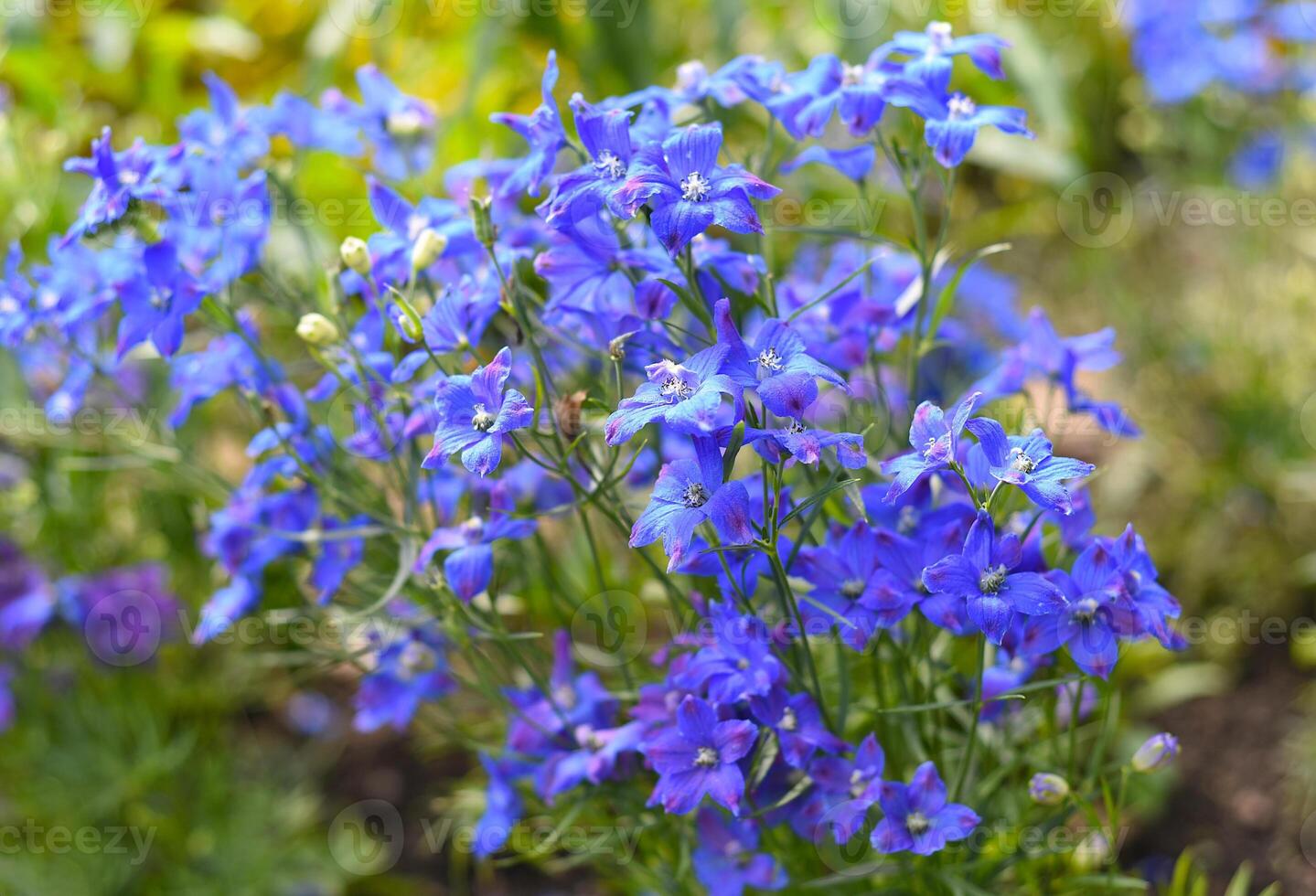 Gentiana flowers growing on flower bed photo