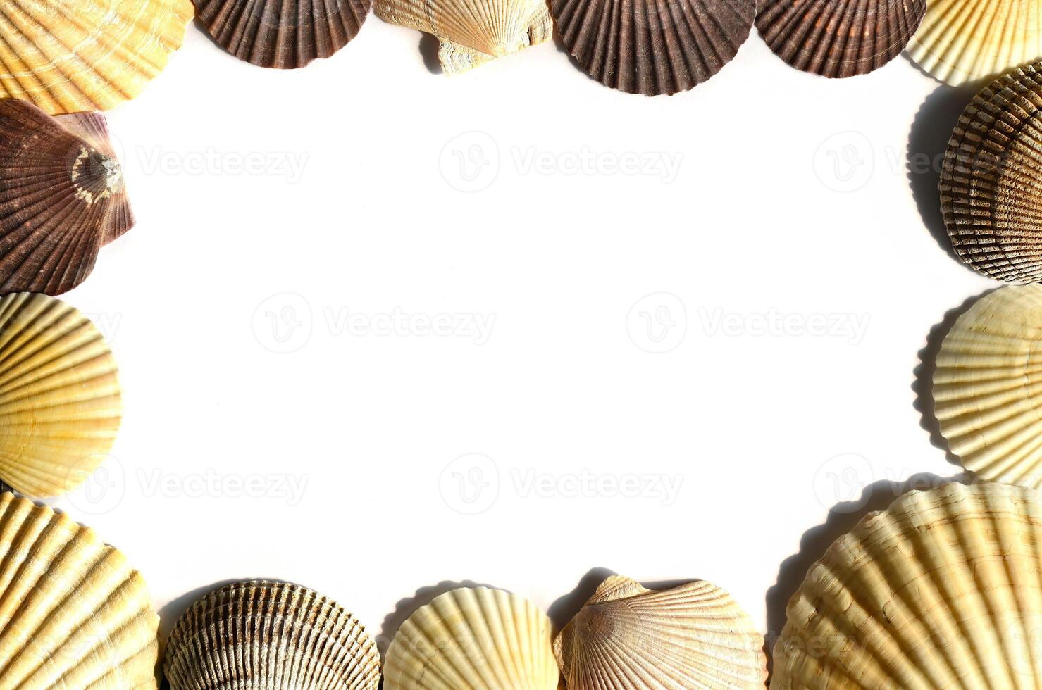 Marine frame made of Japanese sea scallop seashells photo
