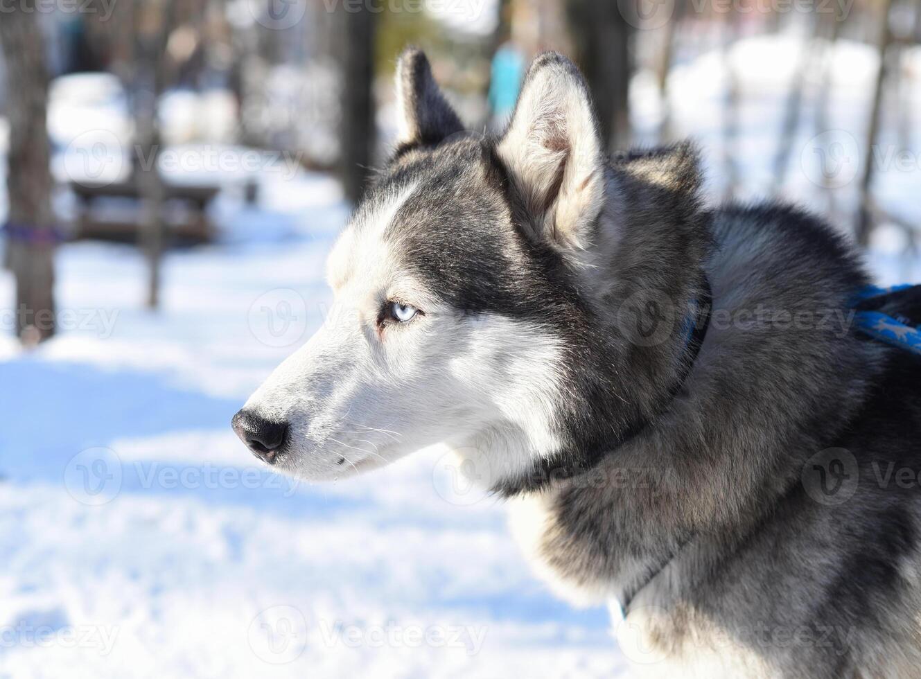 Portrait of young siberian husky looking away closeup photo