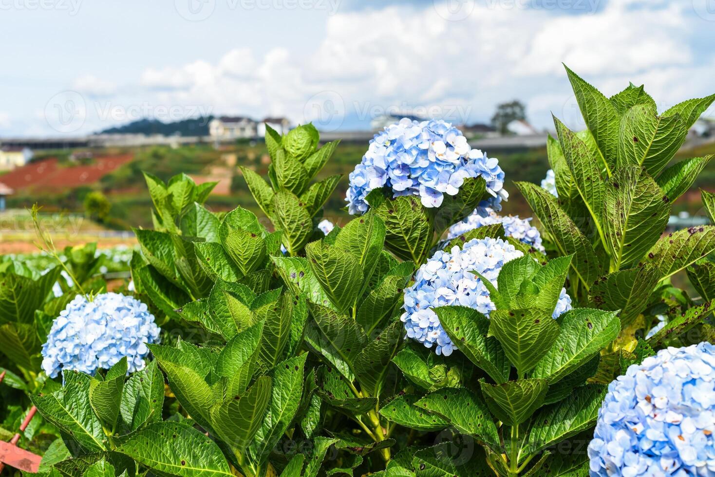 Hydrangea flowers in the city of Da Lat in Vietnam photo