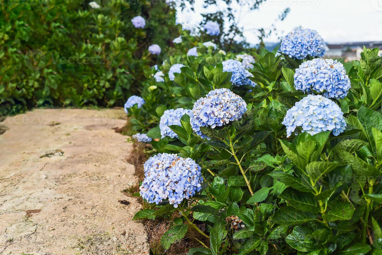 Hydrangea fields against the greenhouses and plantations in the city of Da Lat in Vietnam photo