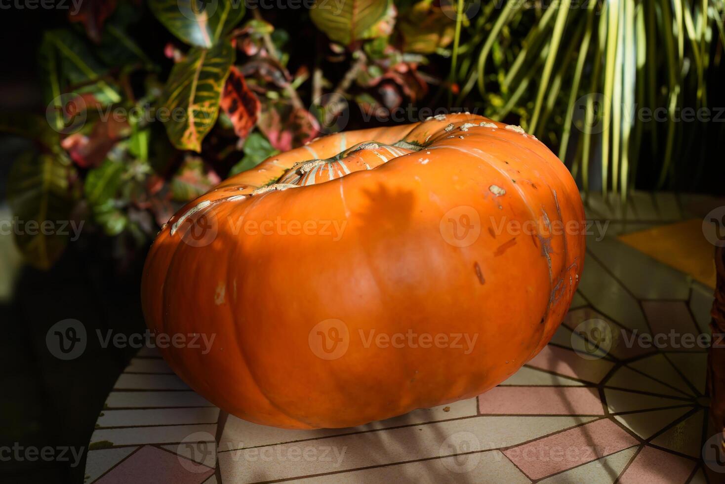 Orange big pumpkin on table photo