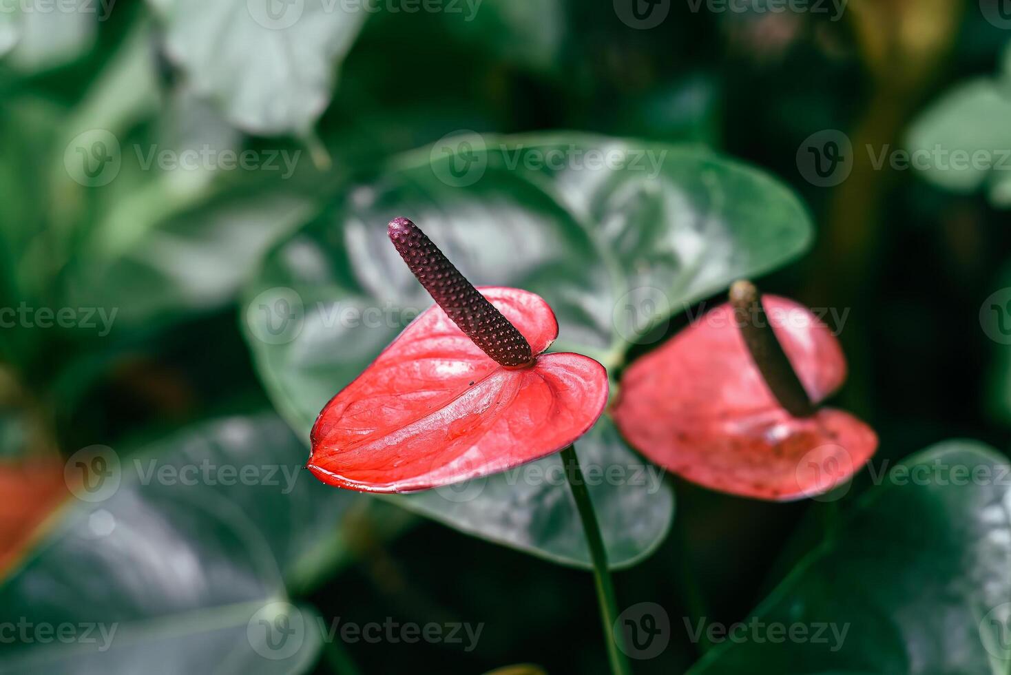 red Anthurium Cavalli flower closeup photo