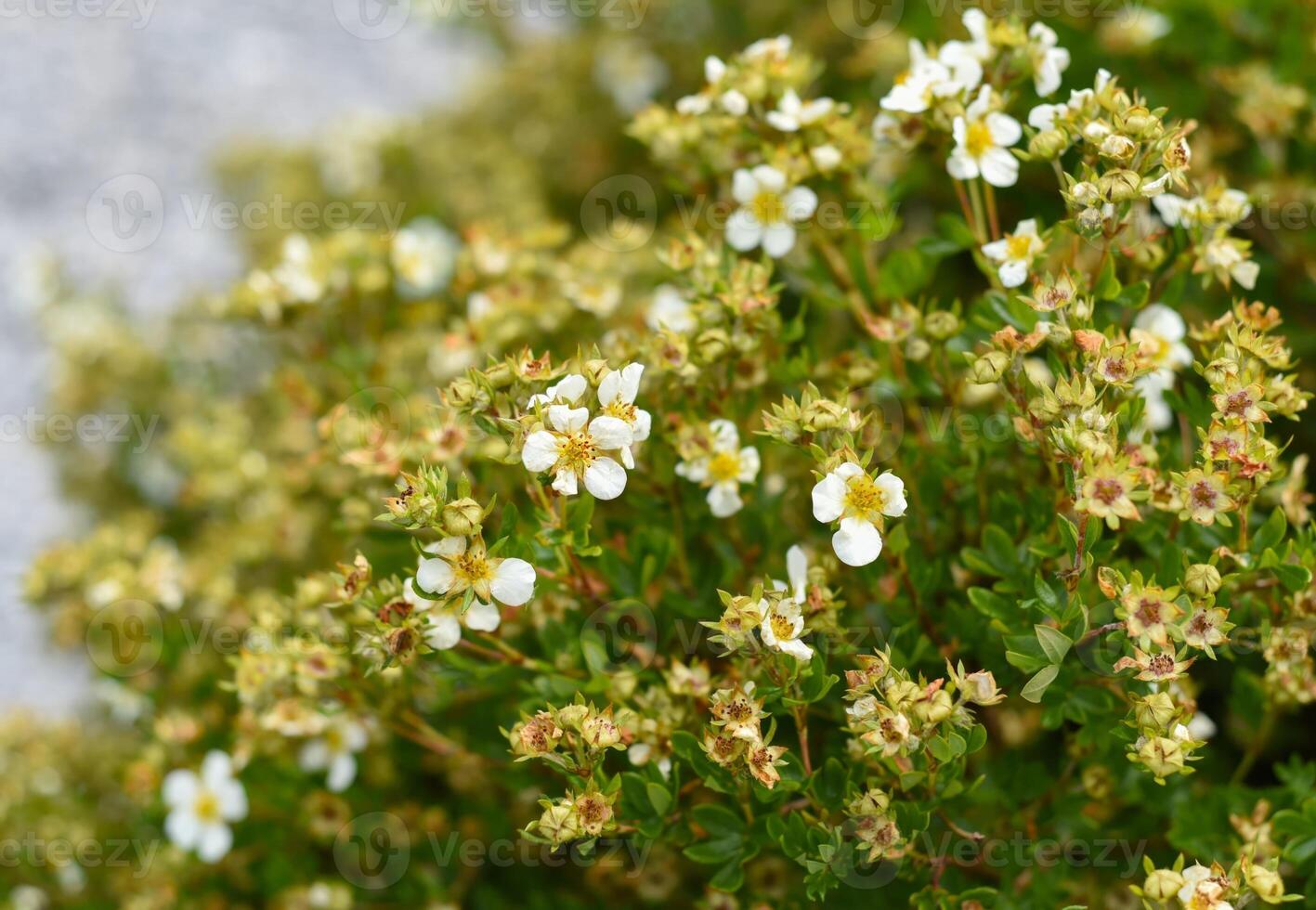 Kuril Daurian tea growing in Russian Far East photo