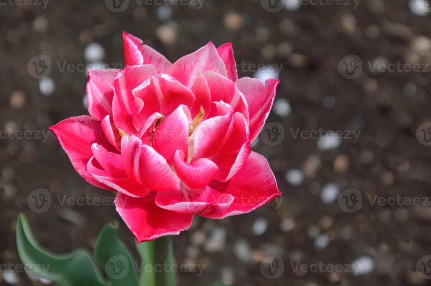 Magnificent varietal pink tulip on a brown background with copy space photo