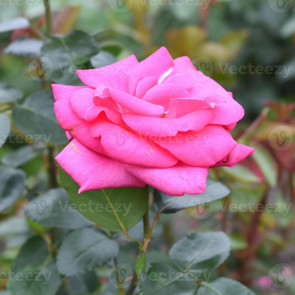 Tea rose with buds on a green photo